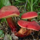 Houby: hřib červený (Hortiboletus rubellus), arboretum Stromovka, 10. července 2022; foto J. Souček.