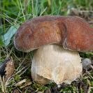 Houby: hřib dubový (Boletus reticulatus), Stromovka, 20. srpna 2017; foto J. Souček.