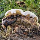 Houby: lesklokorka tmavá (Ganoderma adspersum), Stromovka, 31. srpna 2017; foto J. Souček.