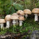 Houby: muchomůrka tygrovaná (Amanita pantherina), PR Vrbenské rybníky, 6. října 2024; foto J. Souček.