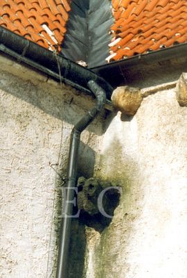 Kamenná žába: gotický chrlič na kostele Obětování Panny Marie; foto O. Sepp 1998.