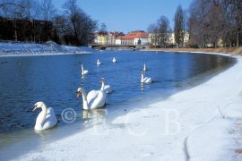 Zimování labutí: labutě na Malši; foto P. Bürger 1998.