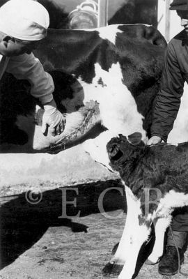 Veterinární péče: pooperační vyšetření dojnice, jejíž tele bylo přivedeno na svět chirurgicky, tzv. císařským řezem; foto Ch. Koch 1949.