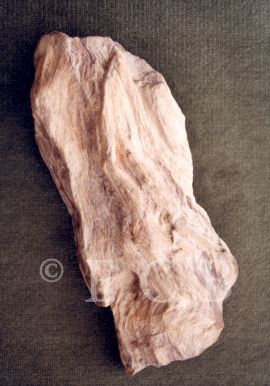 Zkřemenělá dřeva: úlomek zkřemenělého dřeva; ze sbírek Jihočeského muzea v Českých Budějovicích.