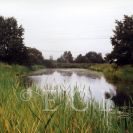 Flóra a vegetace: vodní a pobřežní vegetace v chráněném území Vrbenská tůň; foto A. Albrechtová 1997.