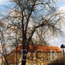 Stromy památné: vzrostlý exemplář dřezovce trojtrnného v parku Na Sadech; foto P. Popela 1993.